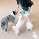 베프반려동물아카데미 | 강아지 훈련사 자격증 선택 시 꼭 검토 애견유치원 취업 썰