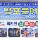 양포문어 이미지