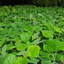 오동나무농장 이미지