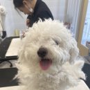 에이미그루밍
