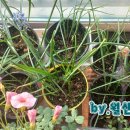 주렴농장 이미지