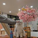 캣카페 낭만고양이 이미지