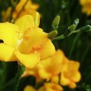 후리지아 이미지