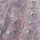 삼포농장 이미지