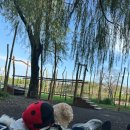 소풍애견미용 | [평택산책] 소풍정원 다녀왔어요