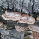 [약용분야] 마른진흙버섯 ; Phellinus gilvus(Schwein.) Pat. √|10월~ 이미지