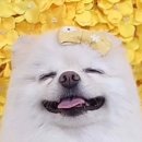 센트럴 펫살롱 이미지