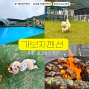 가평 애견펜션 대형견도 가능한 가보자펜션 후기