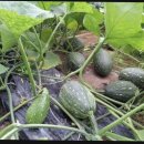 김재연농장 이미지