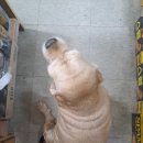 진은이발 이미지
