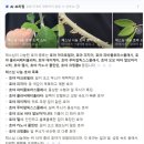 한채스