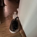 달고양이 | 펠리웨이 프렌즈 고양이 합사 훈증기 한달 사용 후기