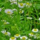 미추홀공원 다례원 이미지