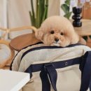 사계절 애견 켄넬 이미지