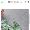 코라존 이미지