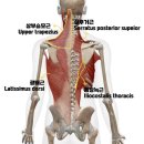 디클리셰 피트니스 이미지