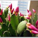 꽃봉우리 이미지