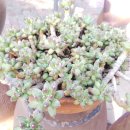 해뜨는아침농장 이미지