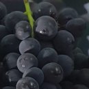 입장초등학교 이미지