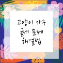 청수동물병원 | 고양이 긁기 행동, 천안동물병원에서 도움 드립니다!