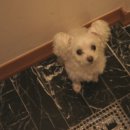 디오빌 애견미용 이미지