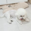 강아지 발습진 원인, 발사탕 습진연고 후기
