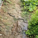 배암농장 이미지