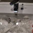 세탁천재 | 옷 얼룩 지우는 법 르주르 삶는 클리닝 세탁보조제효과 실제사용후기