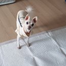 뿡뿡애견호텔 | [더펫하우스 방문훈련 - 스탠다드푸들, 스피츠 고래&amp;뿡뿡이]