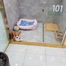 어여쁘개 이미지