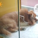 다나동물병원 이미지