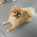 토토펫살롱 이미지