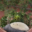 일미식당 이미지