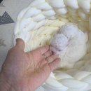테디 켄넬(TEDDY KENNEL) | 미니비숑과 테디비숑, 입양시 애기 외모만 보고 선택시 놓치기 쉬운 것들!