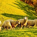 양떼목장 이미지