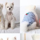 귀여운강아지 이미지