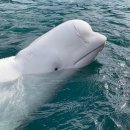 노르웨이 함메르페스트에 만들어지고 있는 흰고래 벨루가 자연보호구역(바다쉼터) 이미지