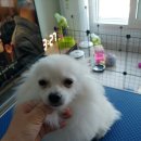 두부네 펫살롱 이미지