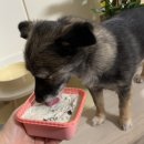 댕댕점빵 이미지