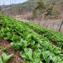 산골농장 이미지