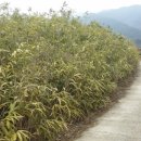 오미주유소 이미지