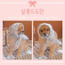 맘스펫살롱 강아지미용 애견샵 | 김포애견미용 살롱드도만 스트레스없는 맞춤미용 아로마테라피