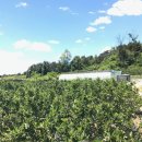 홍우농장 이미지