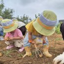 🥔지혜농장-감자캐기🥔 이미지