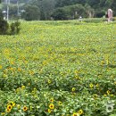 태백해바라기축제 & 함백산 야생화축제 이미지