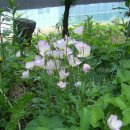 소쿠리농장 이미지