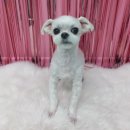 #the예쁘개 이미지