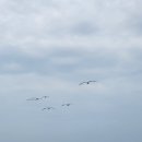 (주)또하나의가족충남센터 | [충남 당진] 봄 제철 음식 실치가 정말 유명한 '장고항'