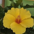 무궁화비료 이미지