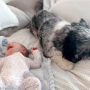 이불 속 댕댕이 이미지